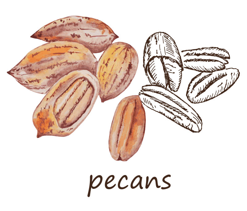 抽象矢量手绘风格的坚果设计插图