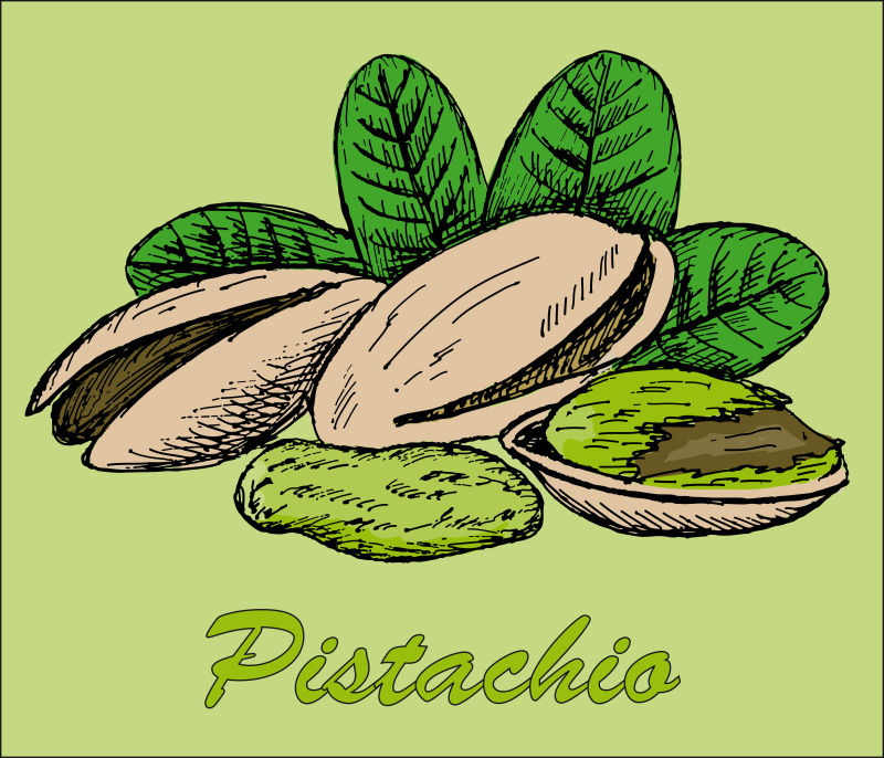 抽象矢量现代手绘坚果插图