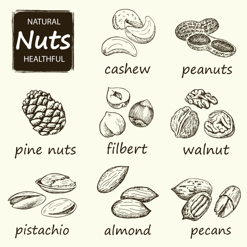 矢量手绘坚果设计插图