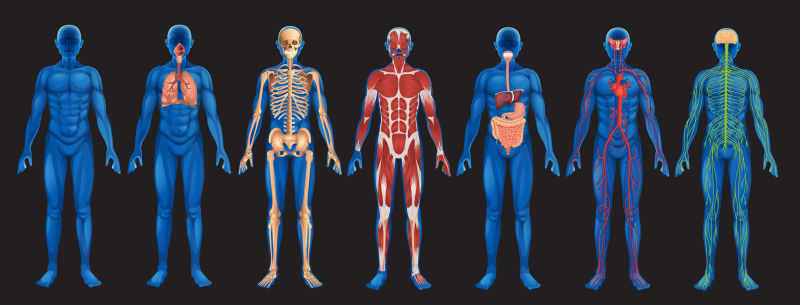 矢量人体身体解剖学图片-抽象矢量现代人体身体系统解剖学平面插图素材