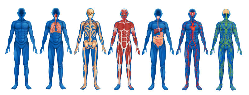 矢量人体身体解剖学图片-创意矢量人体系统解剖学设计插图素材-高清图片