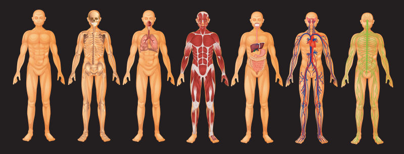 矢量人体身体解剖学图片-抽象矢量现代人体系统插图设计素材-高清图片