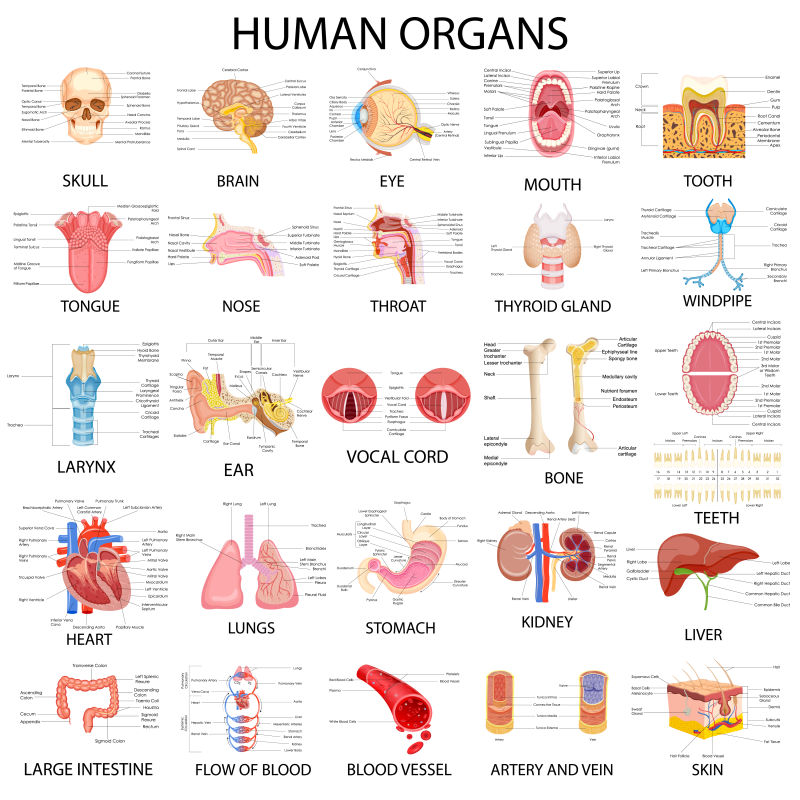 各種人體系統和器官矢量插圖