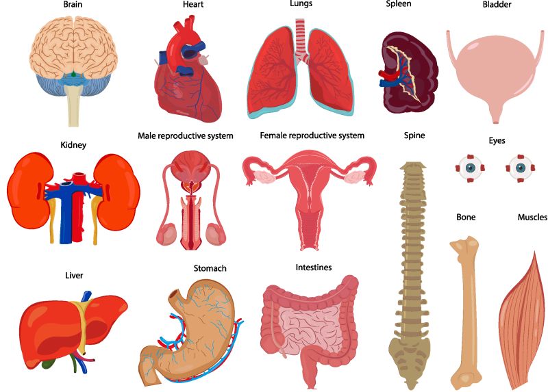 矢量现代人体解剖器官插图设计