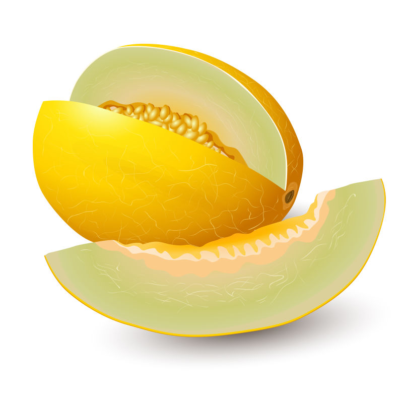 矢量新鲜哈密瓜插图设计