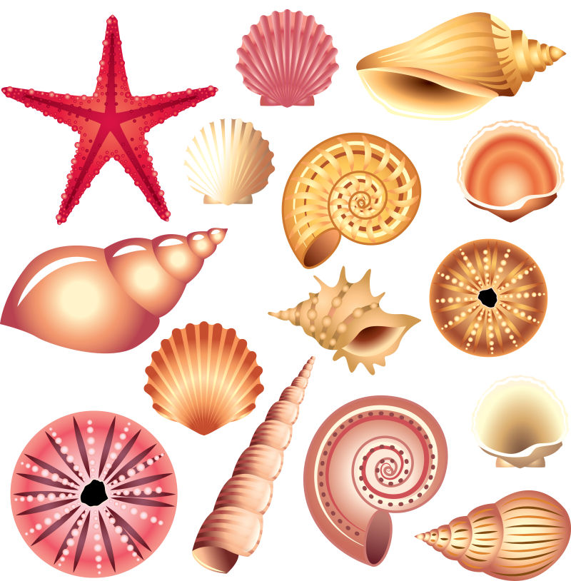 抽象矢量现代海洋贝壳设计插图