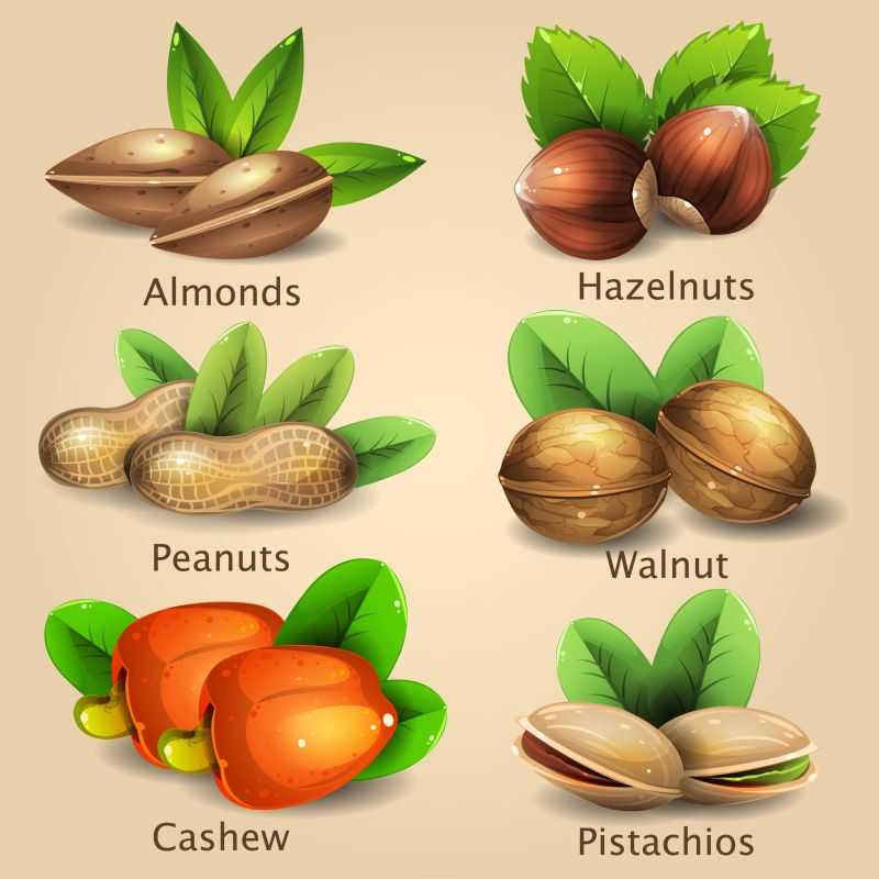 创意矢量新鲜坚果插图设计
