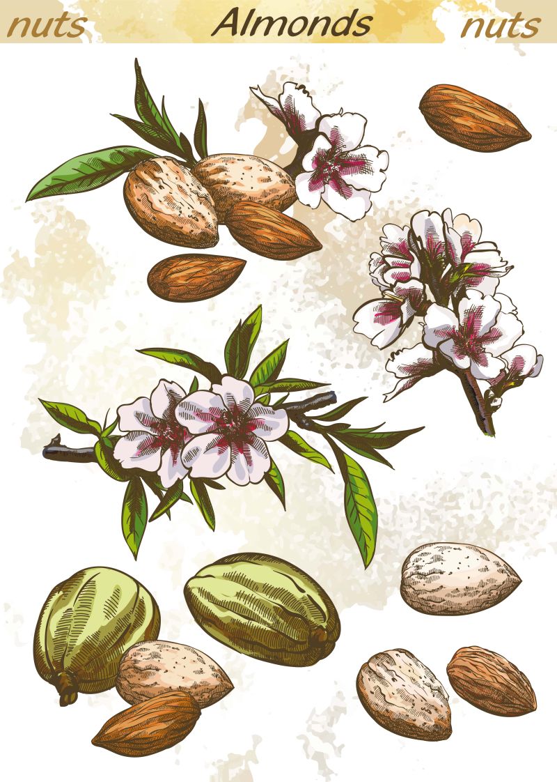 抽象矢量坚果杏仁手绘插图