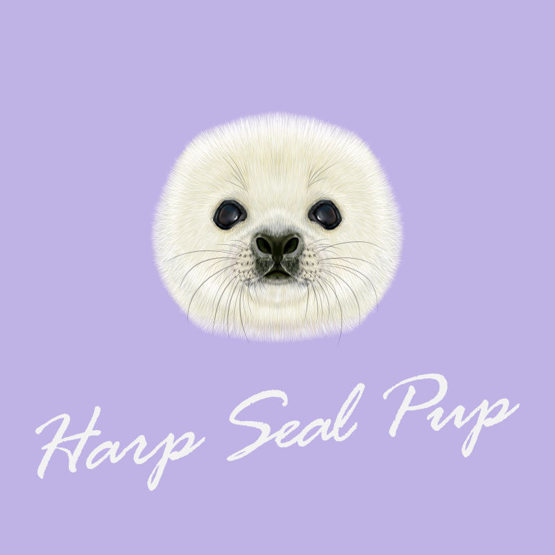 抽象矢量现代海豹头像插图设计