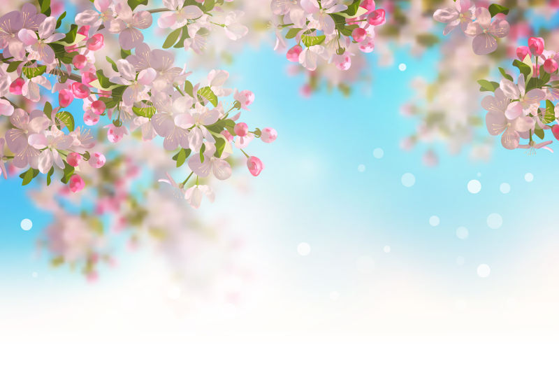 春樱花