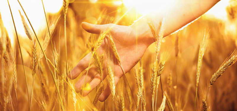 太阳照耀下的小麦田