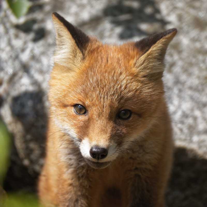 一个可爱的小野狐