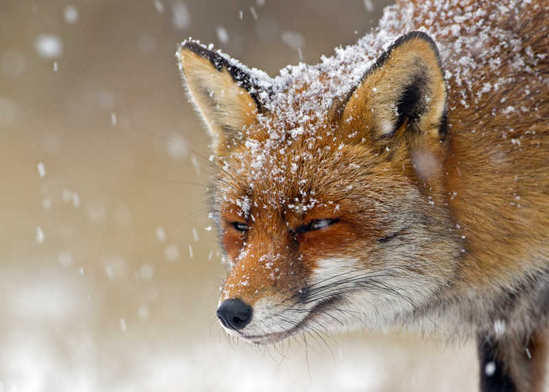 行走在冬季下雪中的大耳狐