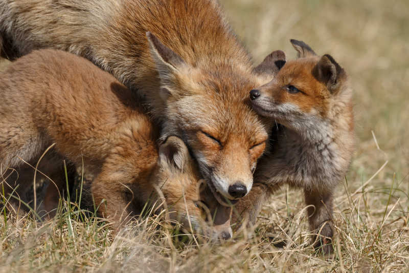 红狐狸幼崽依偎在妈妈身边嬉戏