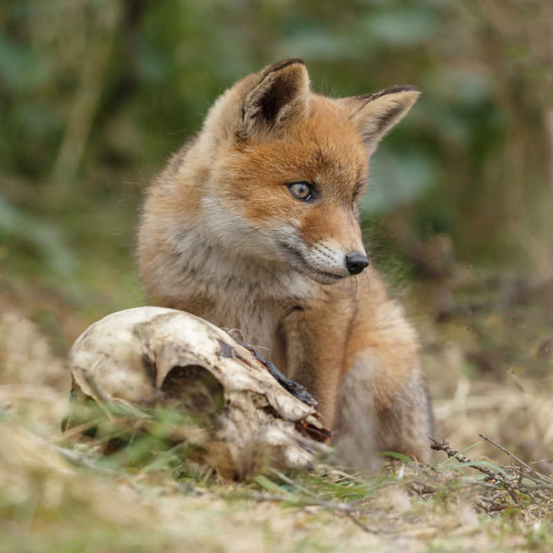 在大自然中的红狐狸和幼崽