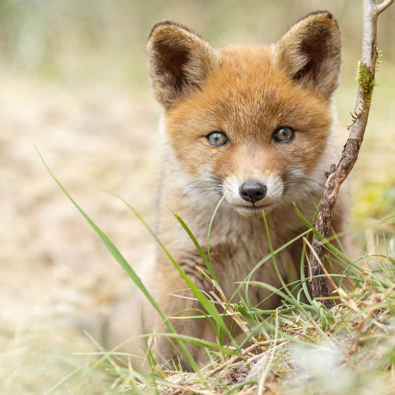 一个眼神犀利的狐狸幼崽