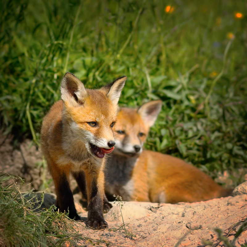 两只狐狸的日常生活