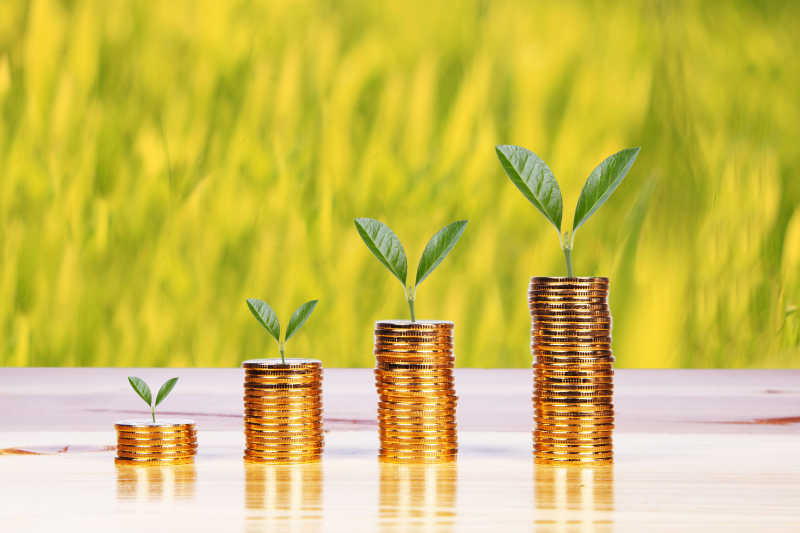 储蓄硬币中的植物