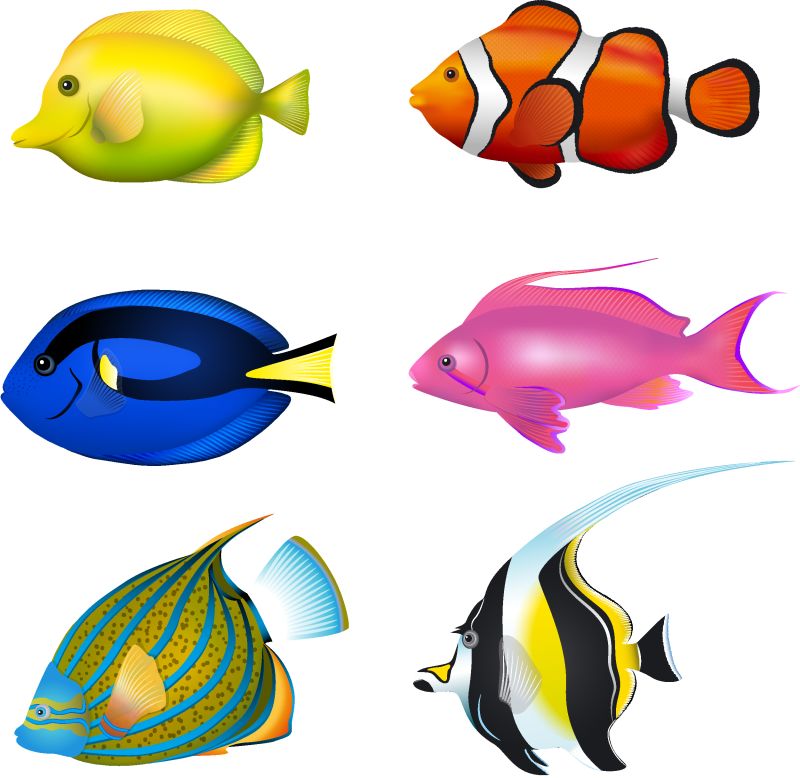 热带鱼类群