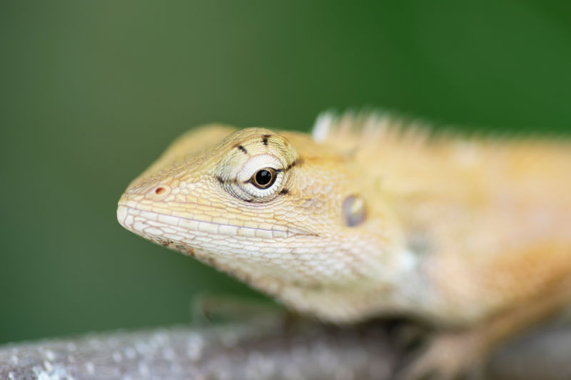 在自然绿色背景上特写棕色泰国变色龙