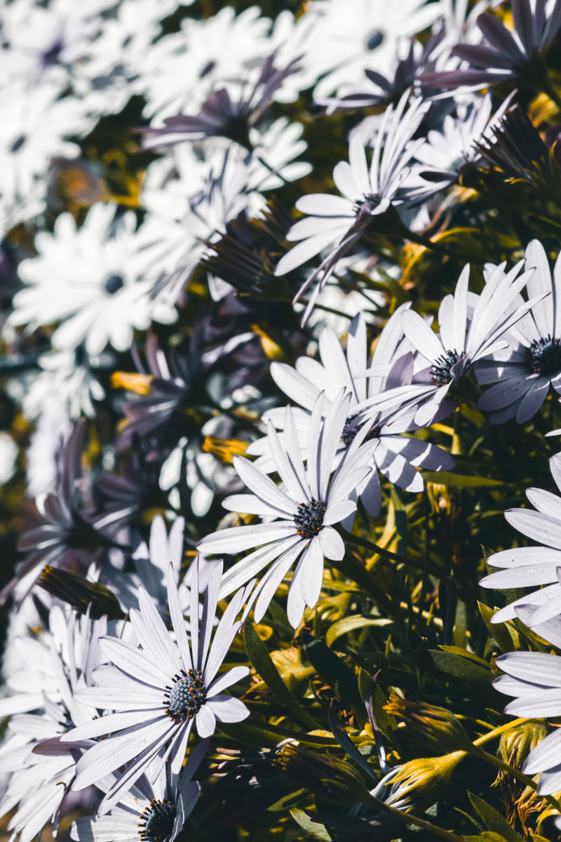 花园花坛上的紫白斗篷雏菊素材 高清图片 摄影照片 寻图免费打包下载