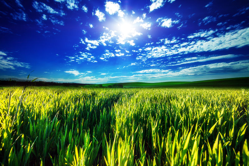 绿色田野与美丽的夕阳