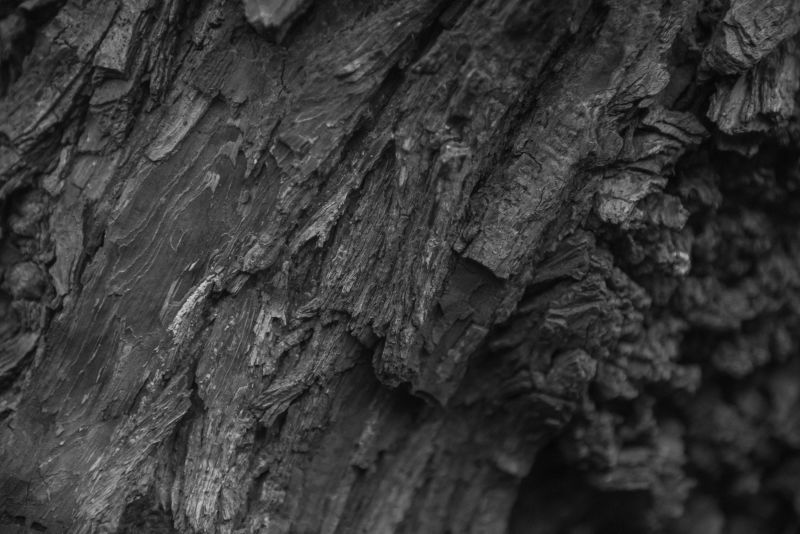 老树木纹理特写