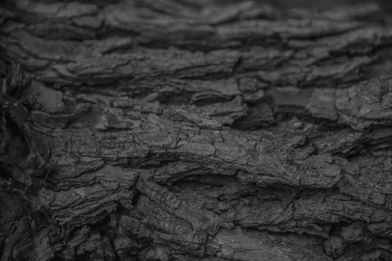 老树木纹理特写