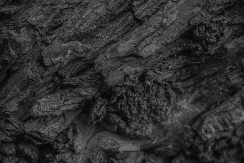 老树木纹理特写