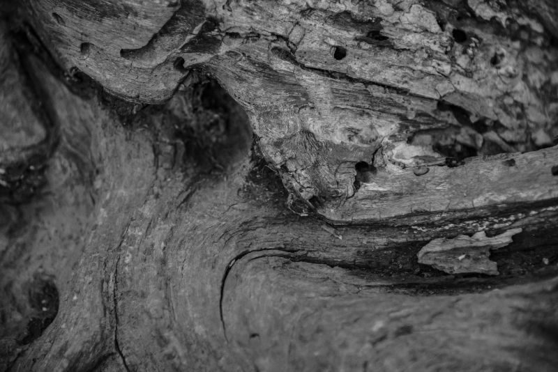 老树木纹理特写