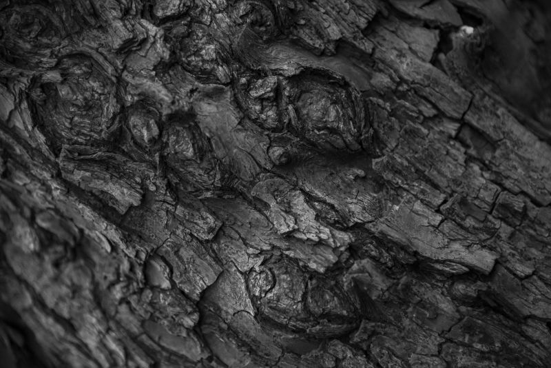 老树木纹理特写