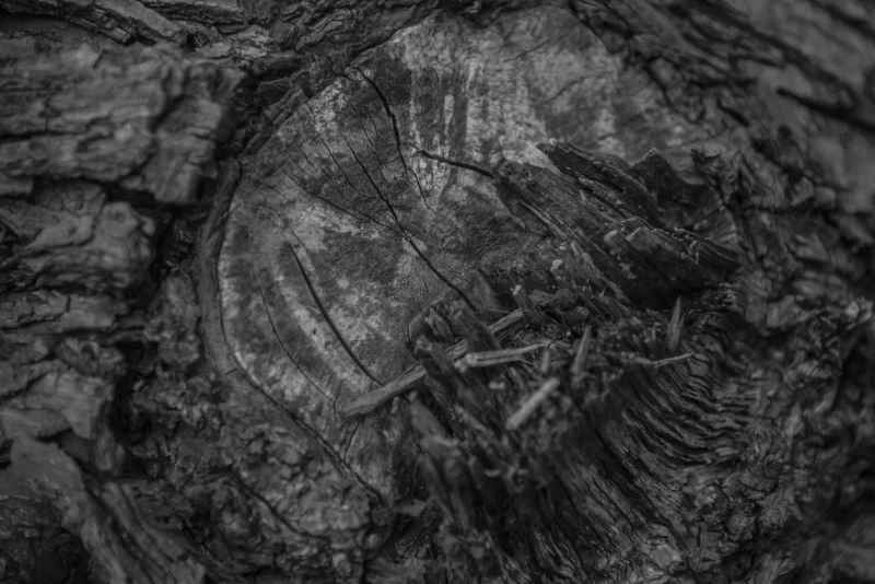 老树木纹理特写