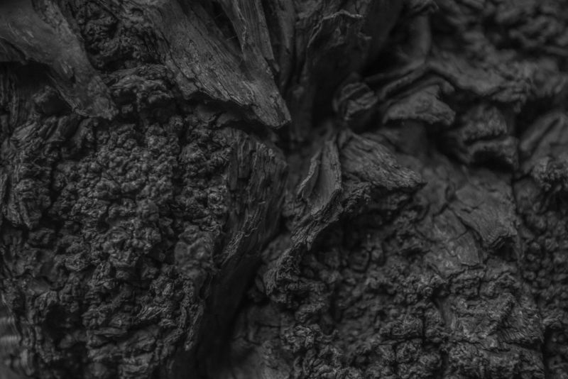 老树木纹理特写