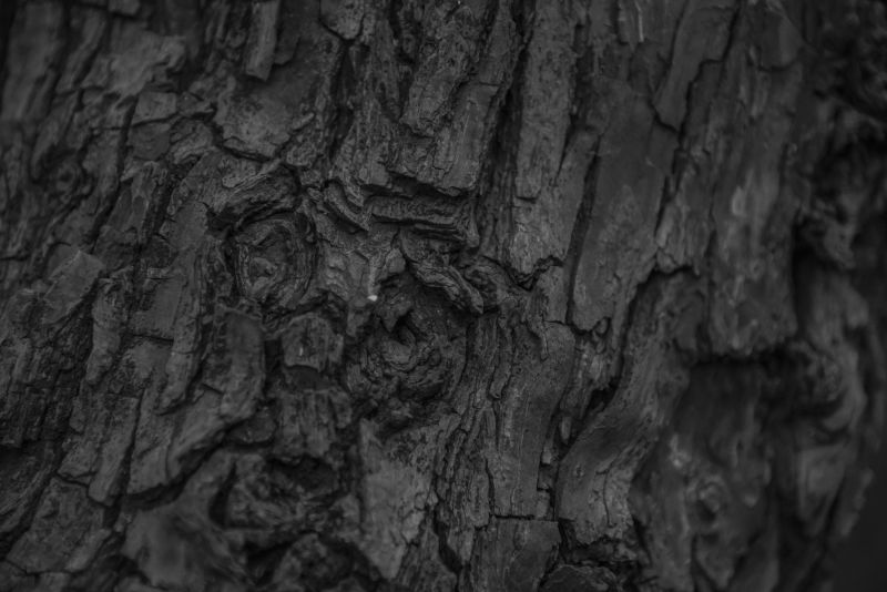 老树木纹理特写