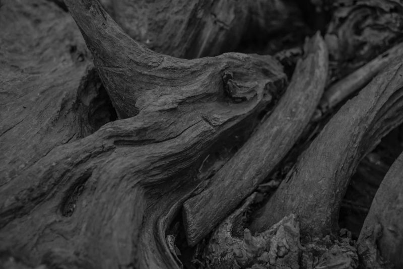 老树木纹理特写