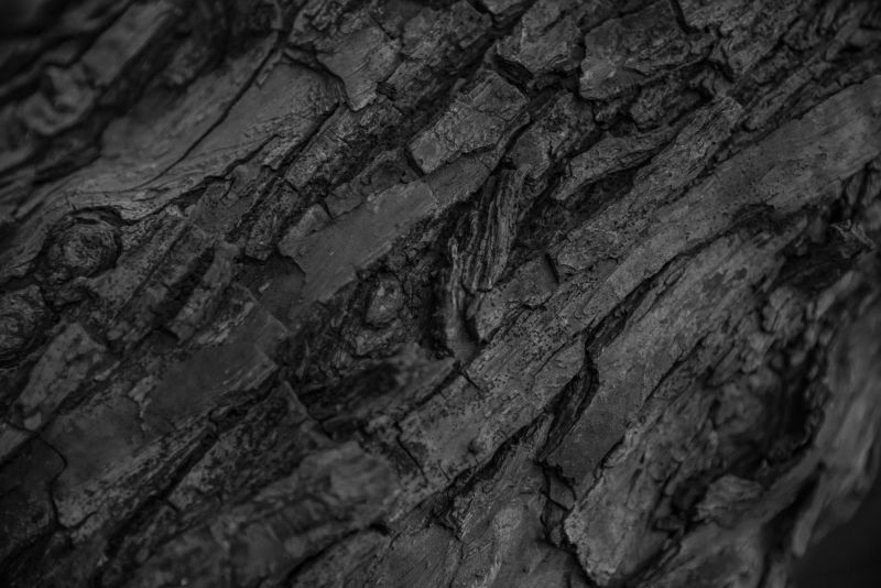 老树木纹理特写