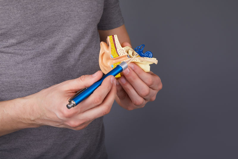 拿着并指向人类内耳模型的人耳模型基础科学课的耳朵模型