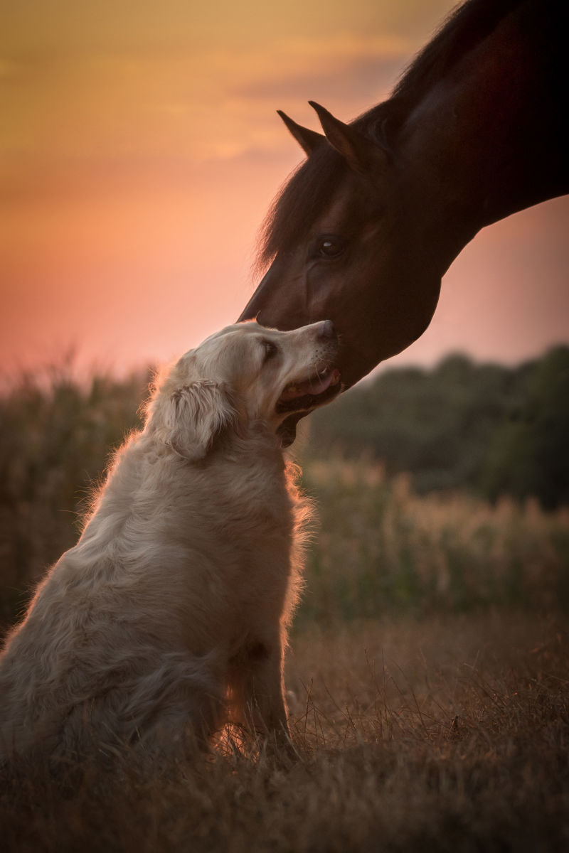 马和狗合影图片