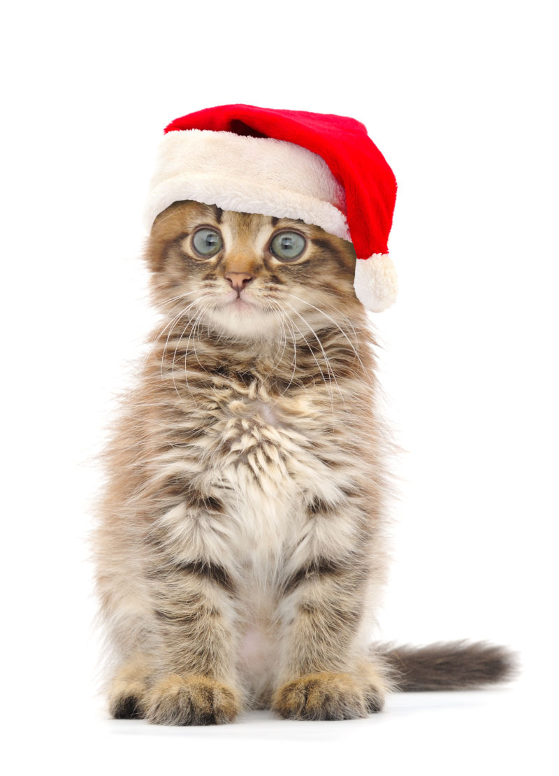 白色背景的小猫