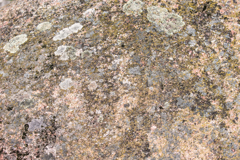 树皮作为背景与复制空间