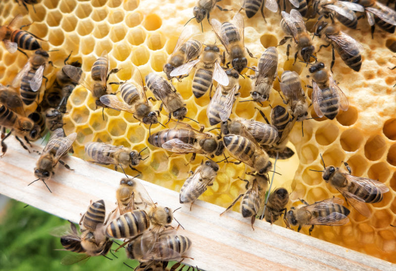 蜜蜂在蜜蜂的女王