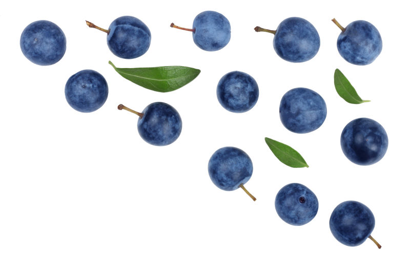 黑色荆棘的果实孤立在白色的顶视图上