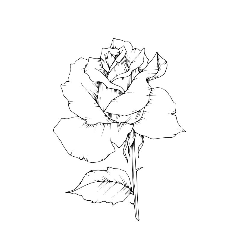 手绘玫瑰的矢量图