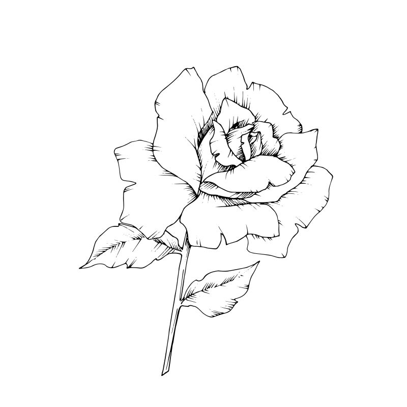 一种独立风格的玫瑰花 植物的全名 玫瑰 用于背景纹理包装图案框架或边框的花素材 高清图片 摄影照片 寻图免费打包下载