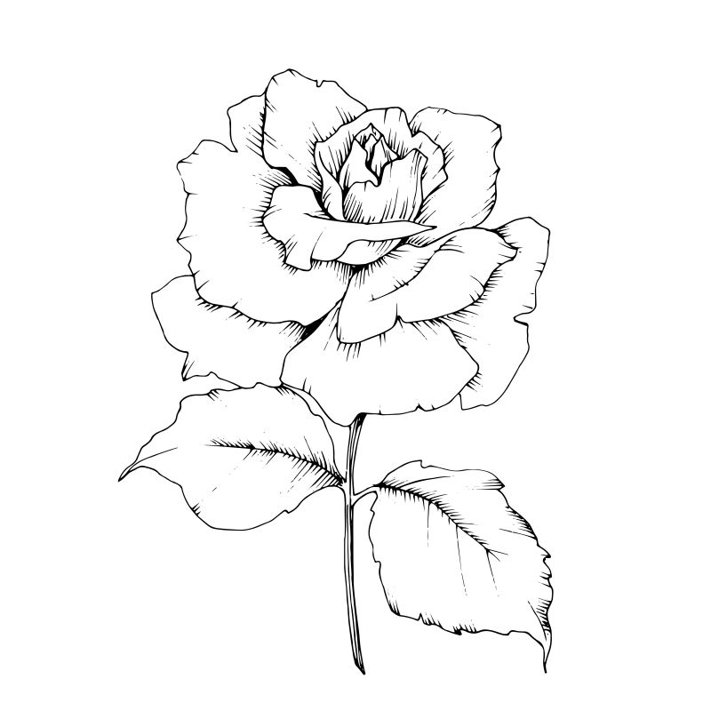 分离的矢量花柱的玫瑰花-植物的全名：玫瑰-用于背景纹理包装图案框架或边框的矢量花