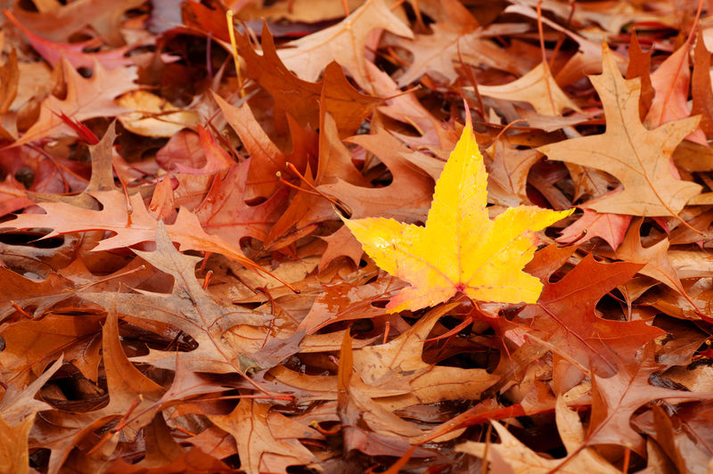 一片黄色的落叶成了一堆褐色的叶子