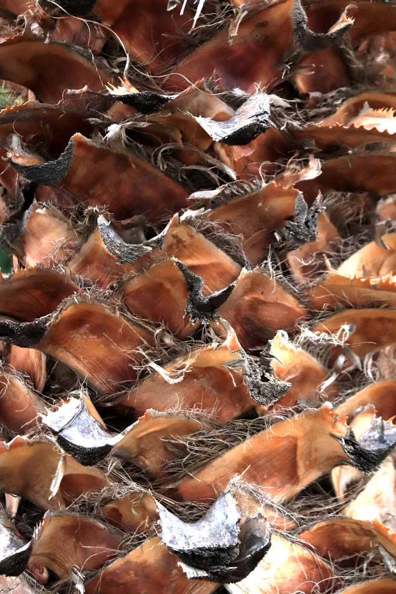 棕榈树树皮纹理热带切枝树皮结构背景