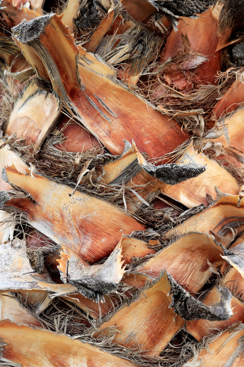 热带剪枝树皮木结构背景棕榈树树皮纹理