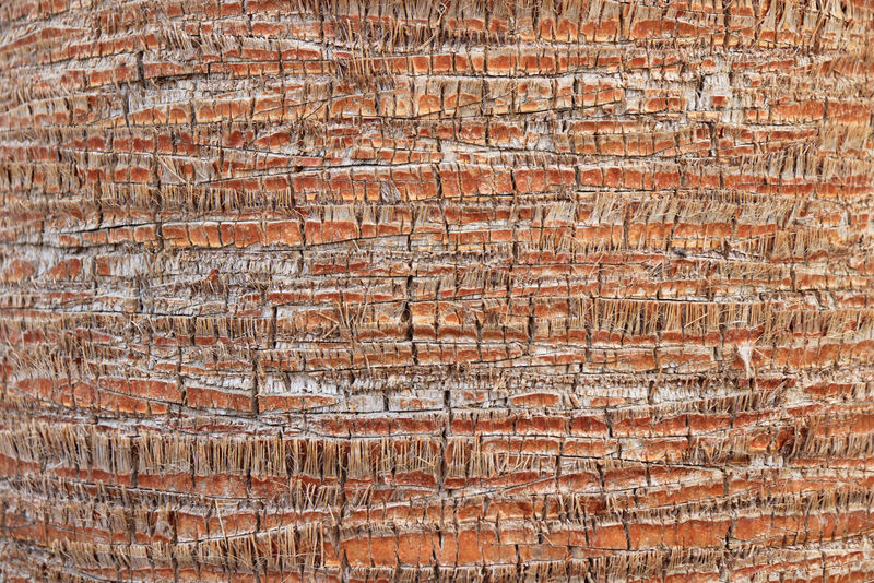 异域风情的木背景棕榈树皮纹理热带树干背景