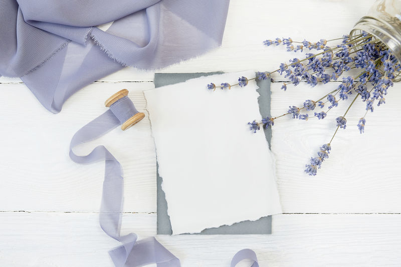 白色空白卡片背景为蓝色丝带佛罗里达州薰衣草